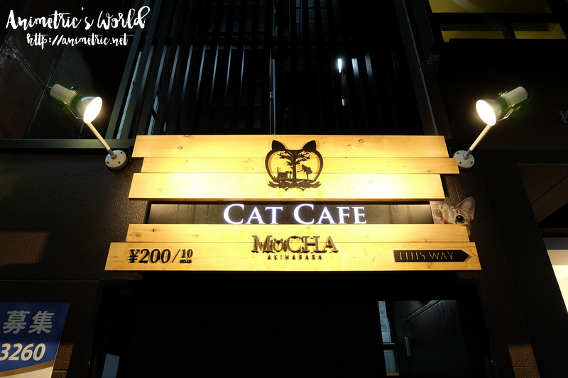 Cat Cafe Mocha Akihabara Japan