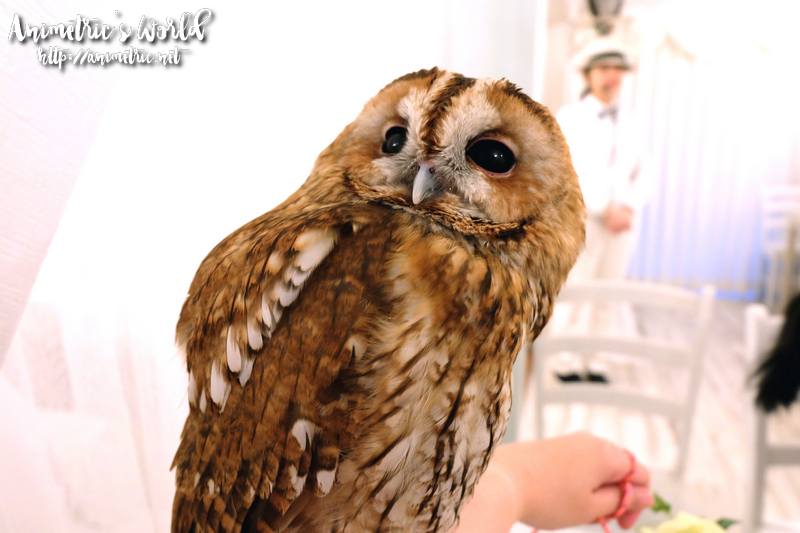 Akiba Fukurou Owl Cafe