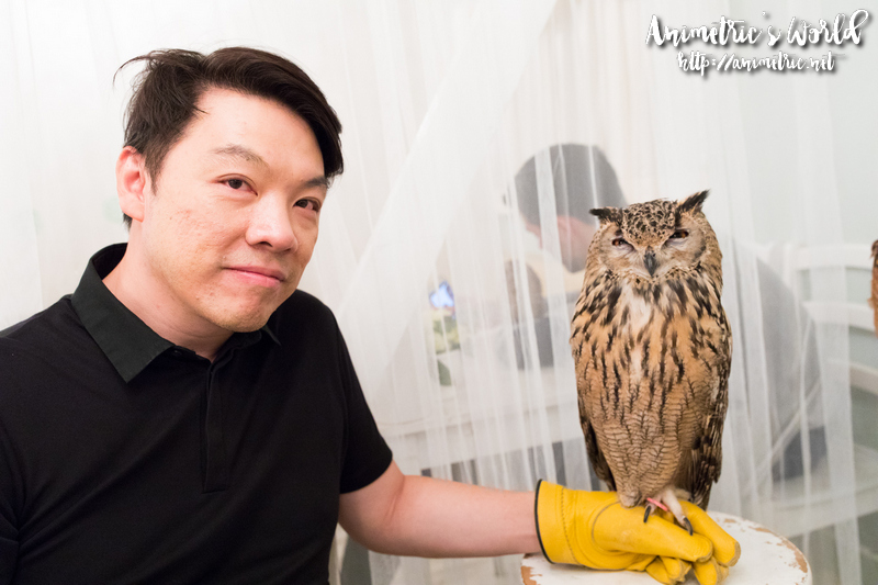 Akiba Fukurou Owl Cafe