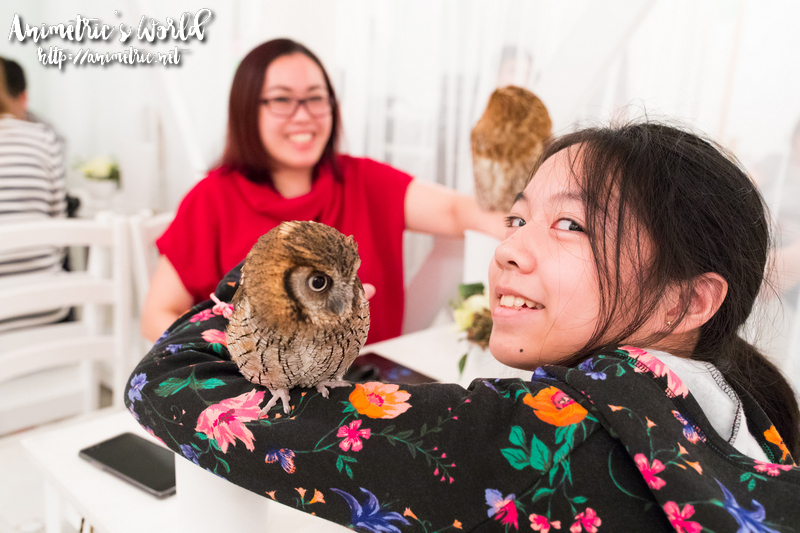 Akiba Fukurou Owl Cafe