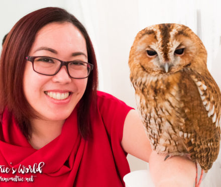 Akiba Fukurou Owl Cafe