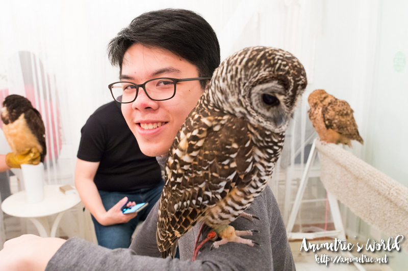 Akiba Fukurou Owl Cafe