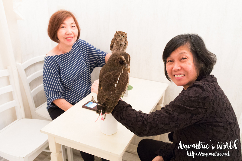 Akiba Fukurou Owl Cafe