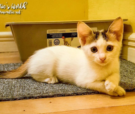 Adopting Kittens