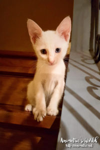 Adopting Kittens