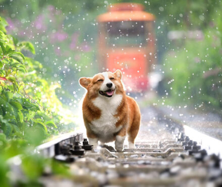 pet dog